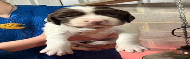 English Springer Spaniel Puppy 6