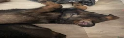 German Shepherd dogs for sale: 7 beautiful German Shepard puppies for sale  in Tilbury - Advert 4