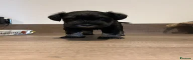 Miniature Schnauzer