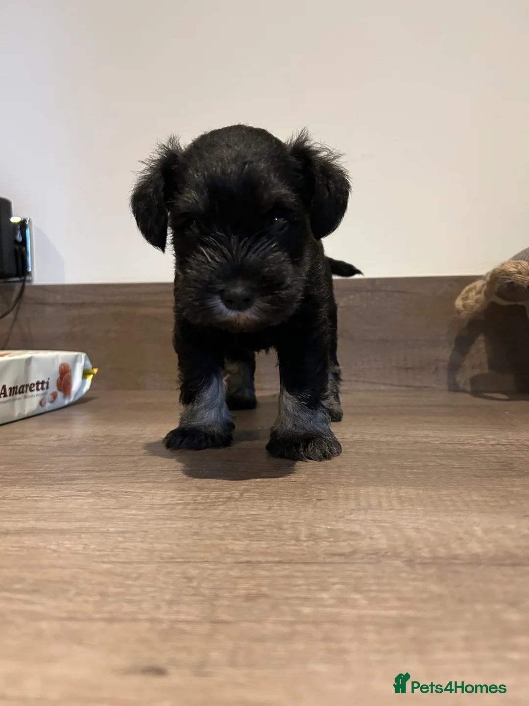 Miniature Schnauzer dogs for sale: Miniature Schnauzer Dog in Lanark - Advert 2