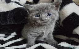 British Shorthair cats for sale: Mixed british - Image 2