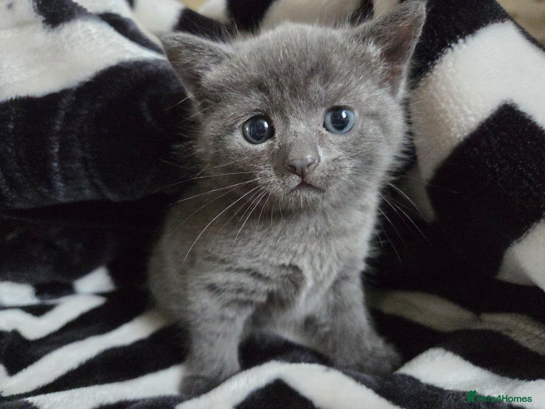 British Shorthair cats for sale: Mixed british - Image 2