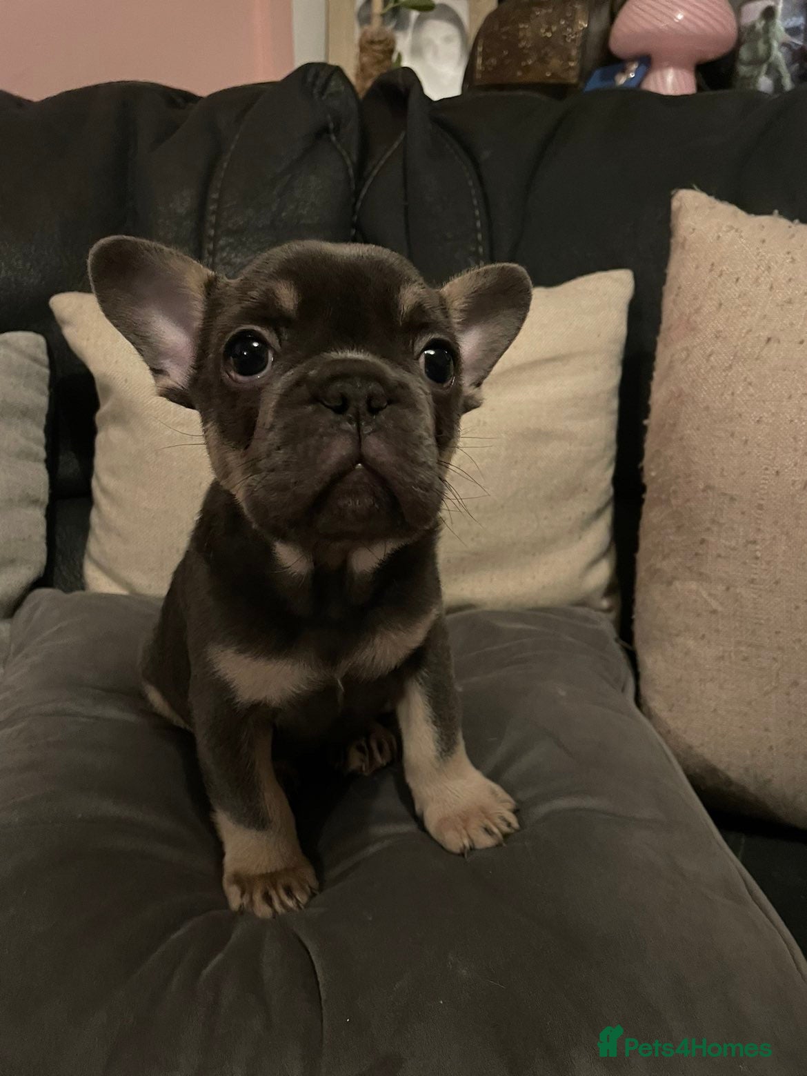 French Bulldog dogs French bulldog boy - Advert 2