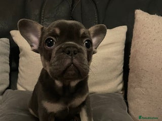 French Bulldog dogs French bulldog boy - Advert 3