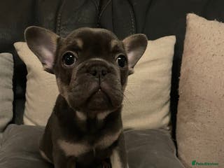 French Bulldog dogs French bulldog boy - Advert 13