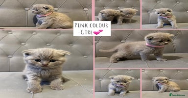 Scottish Fold cats - Advert 1