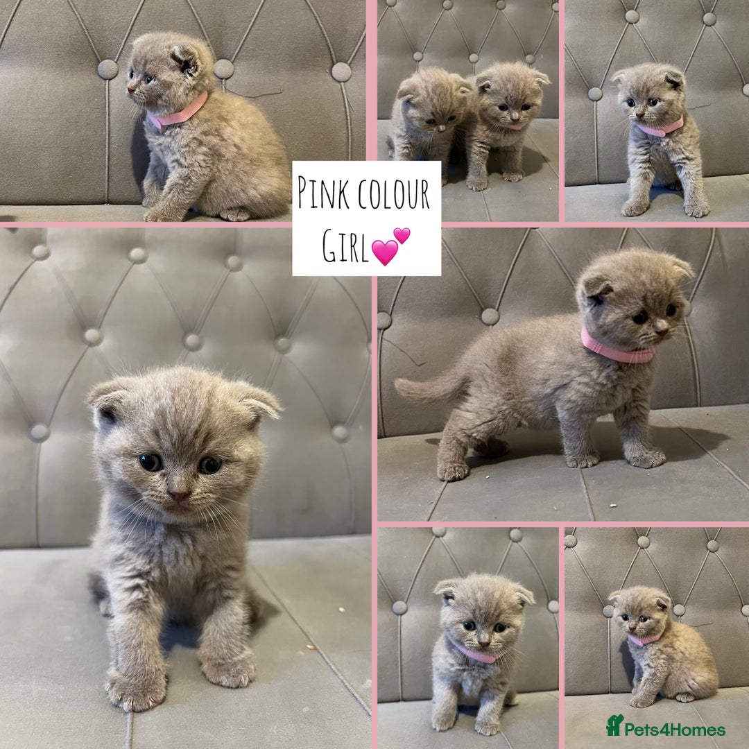 Scottish Fold cats for sale: Adorable Scottish Fold & Straight Kittens 💕🐾 - Image 2