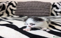 Mixed Breed cats for sale: Kittens  - Image 12