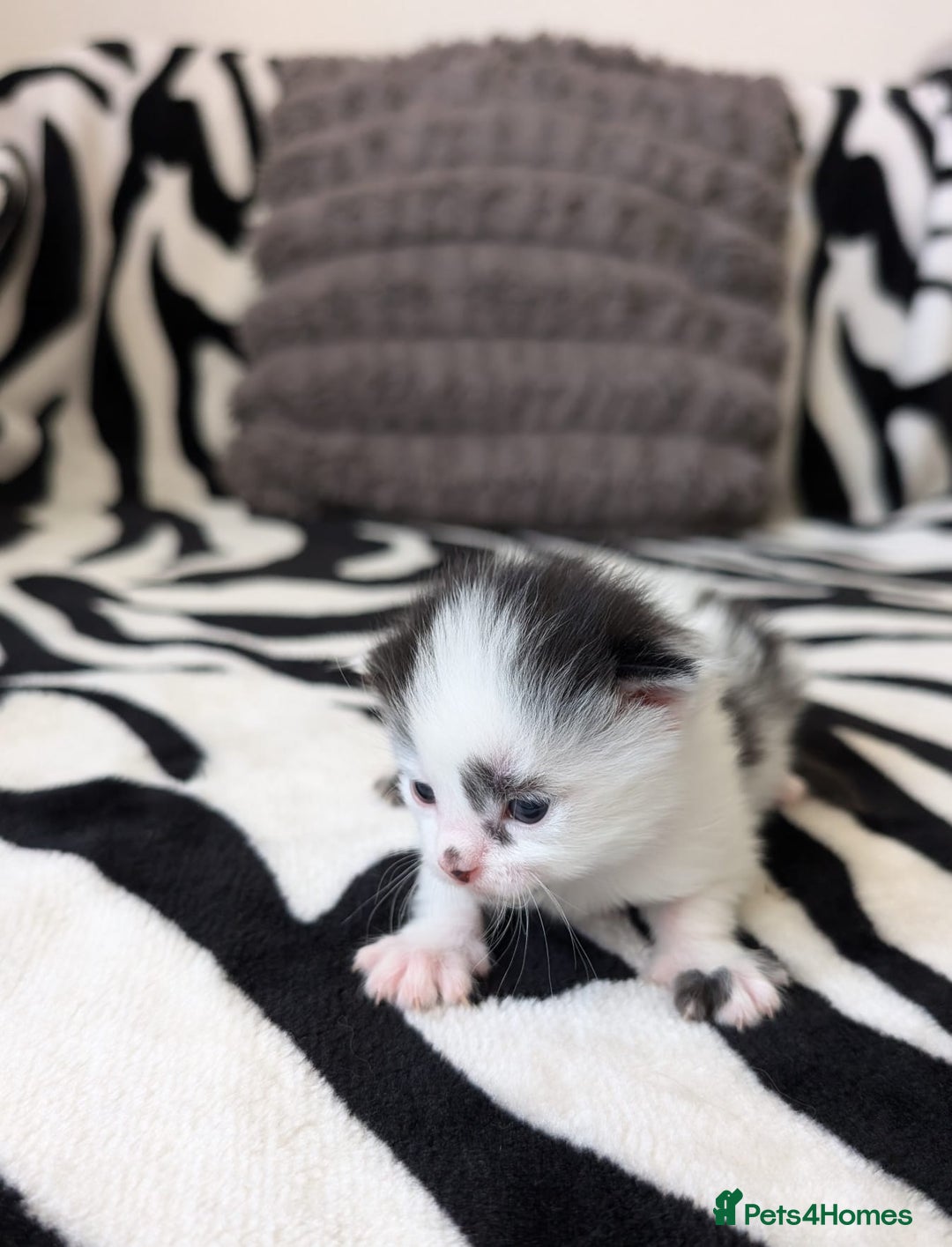 Mixed Breed cats for sale: Kittens  - Image 12