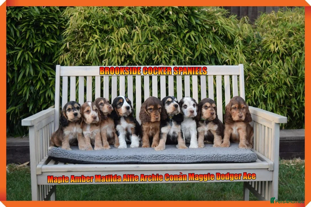 Cocker Spaniel dogs for stud: KC Reg SABLE HEALTH TESTED COCKER SPANIEL - STUD in Bishop's Stortford - Advert 8