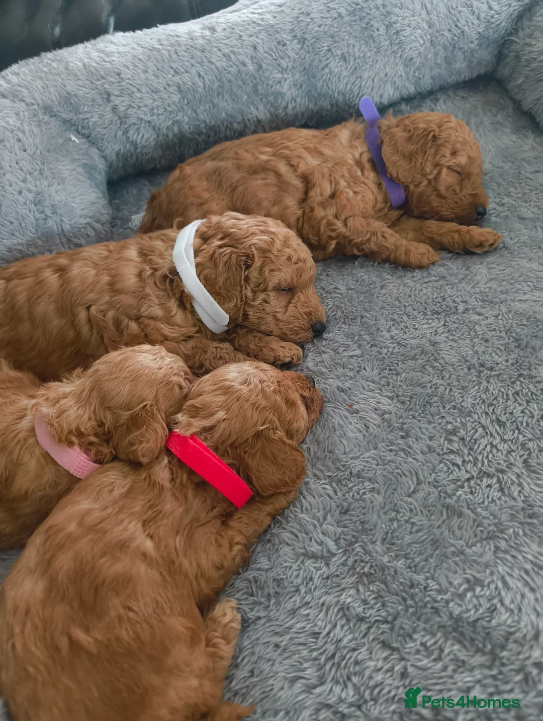 Toy Poodle dogs for sale: KC registered toy poodle puppies  in Darlington - Advert 2