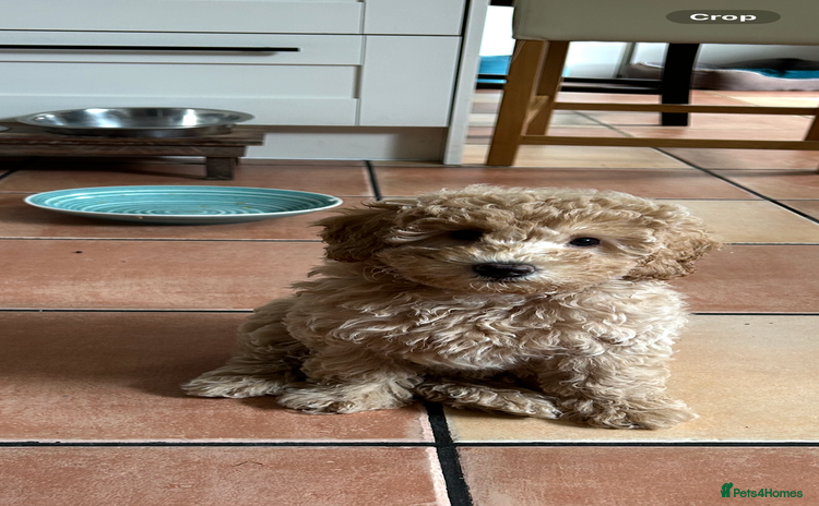 Toy Poodle dogs in Manchester - Advert 13