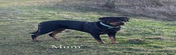 Rottweiler dogs for sale: Beautiful chunky Rottweiler puppies  - Advert 4