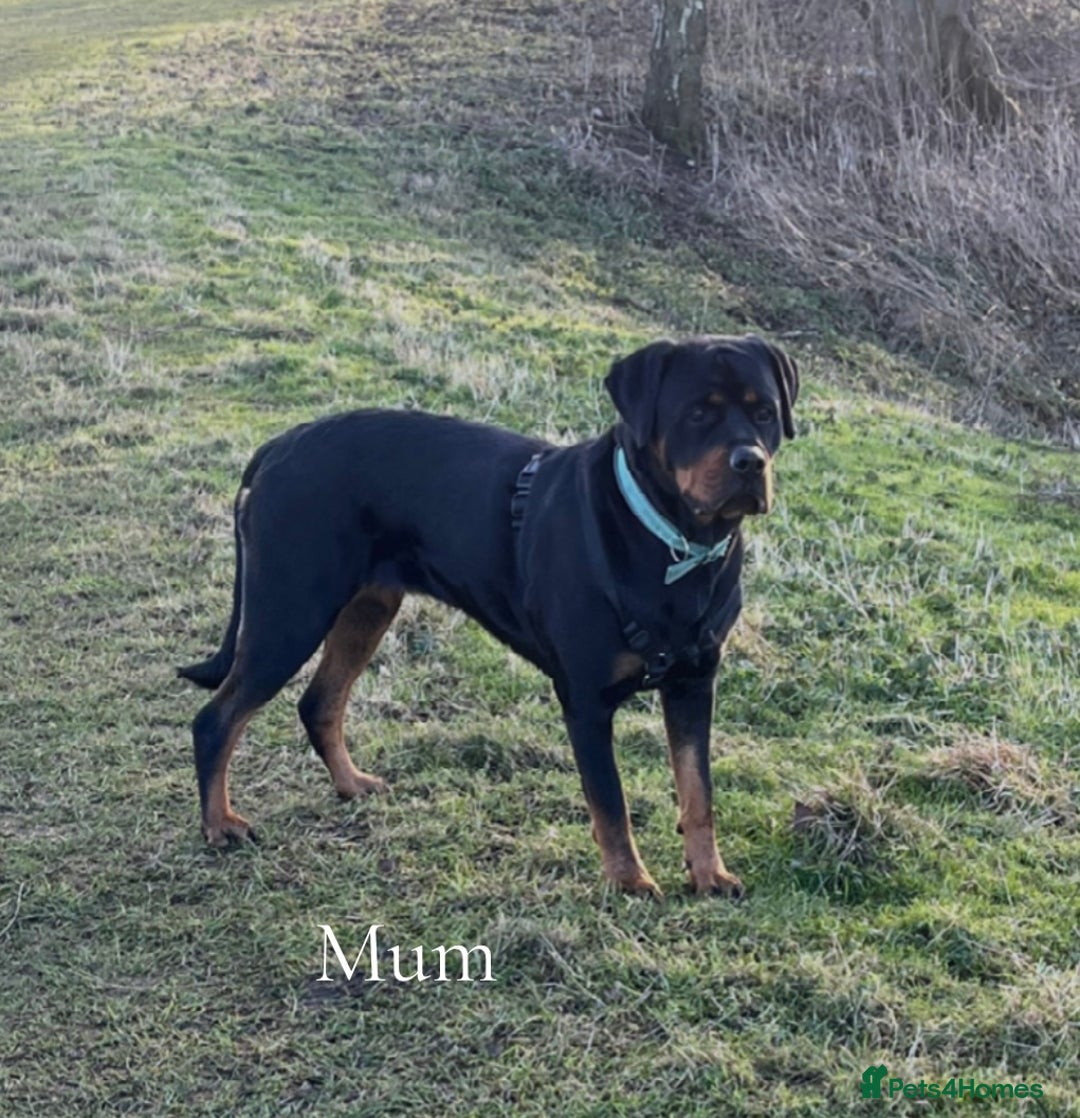 Rottweiler dogs for sale: Beautiful chunky Rottweiler puppies  - Advert 4