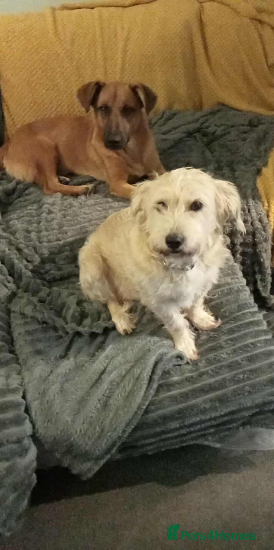 Mixed Breed dogs Hope seeking forever home - Advert 2