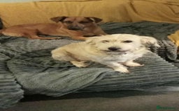 Mixed Breed dogs for adoption: Hope seeking forever home - Image 1