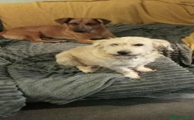 Mixed Breed dogs - Advert 5
