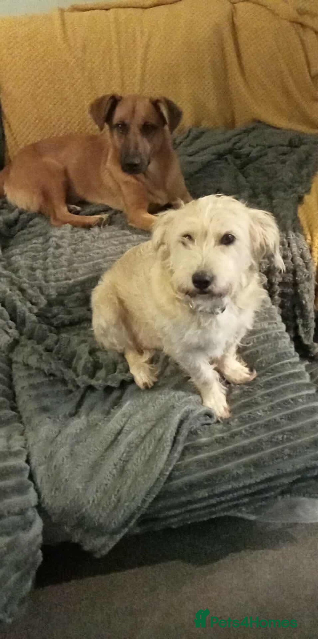 Mixed Breed dogs for adoption: Hope seeking forever home - Image 1