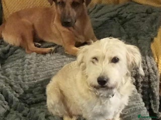 Mixed Breed dogs - Advert 31