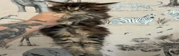 Maine Coon cats for sale: Maine coon baby’s  - Advert 6