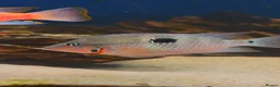 Cichlids fish for sale: Fire mouth cichlid  - Advert 2