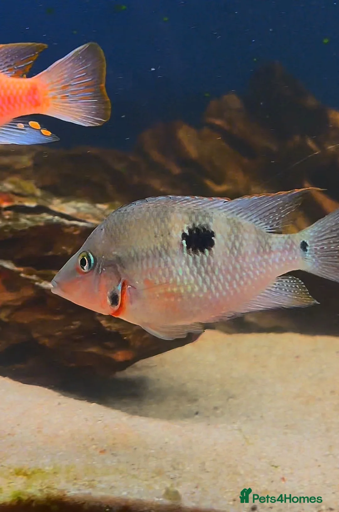 Cichlids fish for sale: Fire mouth cichlid  - Advert 2