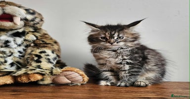 Maine Coon cats - Advert 1