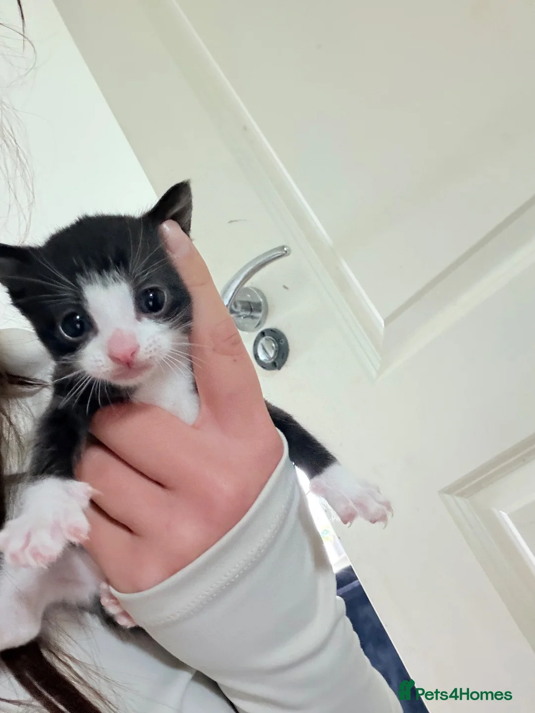 Mixed Breed cats for sale: Kittens in Congleton - Advert 11