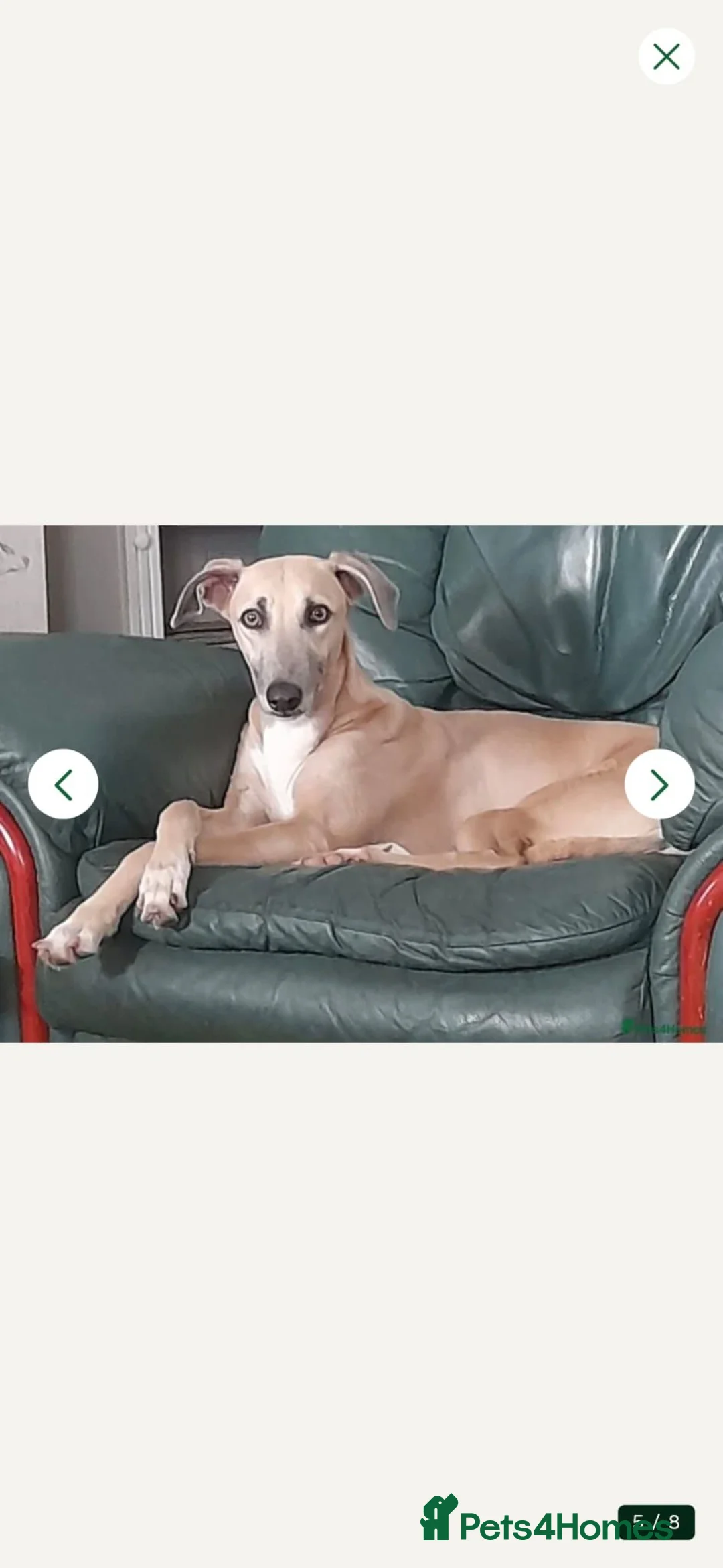 Lurcher dogs for sale: Female Blue Fawn Lurcher Pup  - Advert 2
