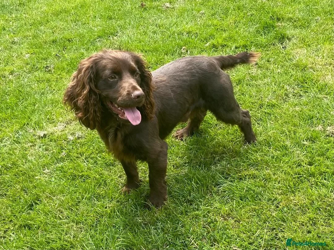 Cocker Spaniel dogs for sale: ✨ Kc Reg Working Cocker Spaniel Puppies  - Advert 21