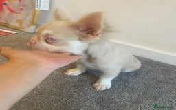 French Bulldog dogs for sale: Gorgeous Pink & Tan Fluffy Frenchie  - Image 2