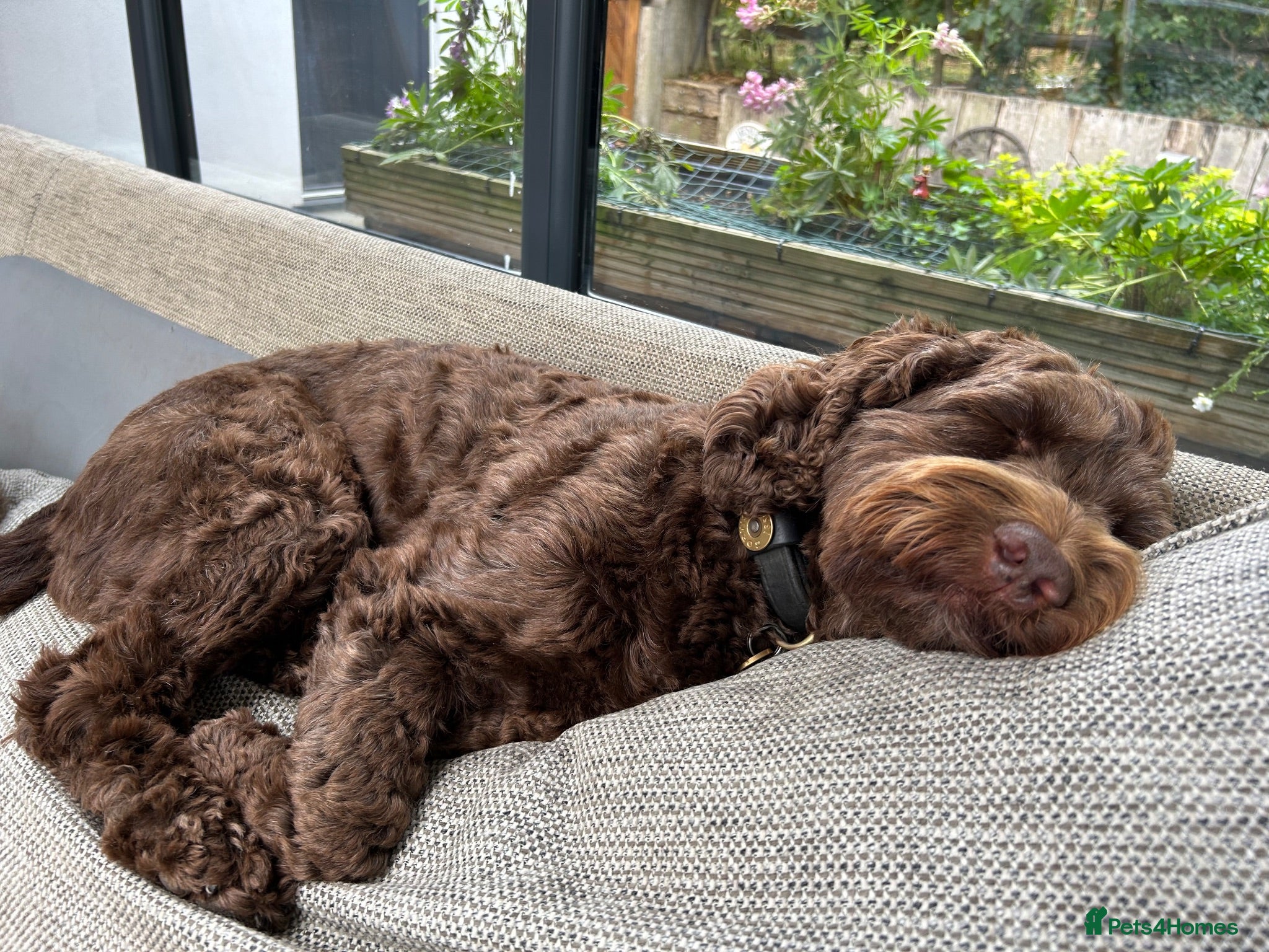 Cockapoo dogs Beautiful Edith Chocolate Cockapoo - Advert 3