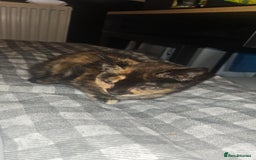 Mixed Breed cats for sale: Two Tiny Kittens  - Image 5