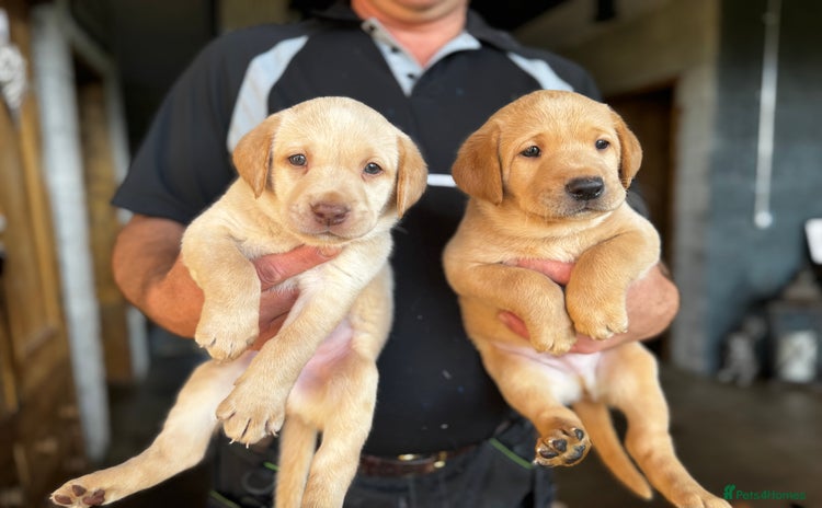 Labrador Retriever dogs - Advert 1