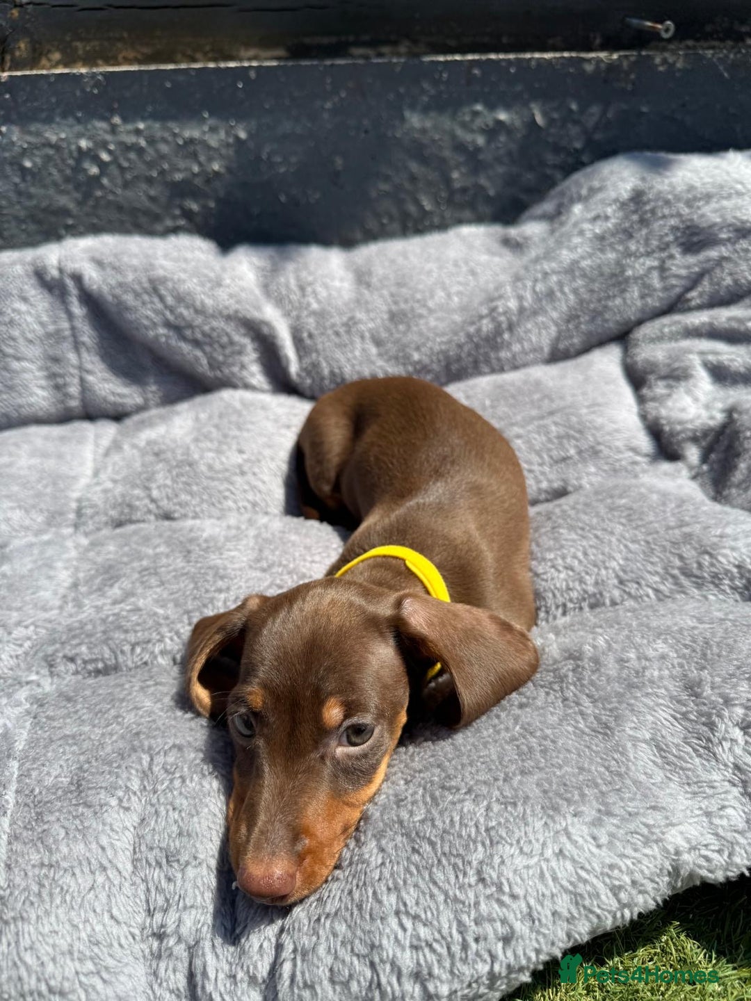 Miniature Dachshund dogs for sale: Kc mini dachshunds  - Image 8