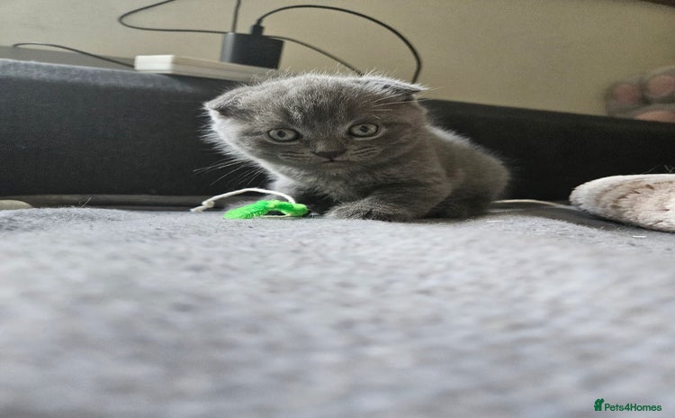 Scottish Fold cats in Peterborough - Advert 2
