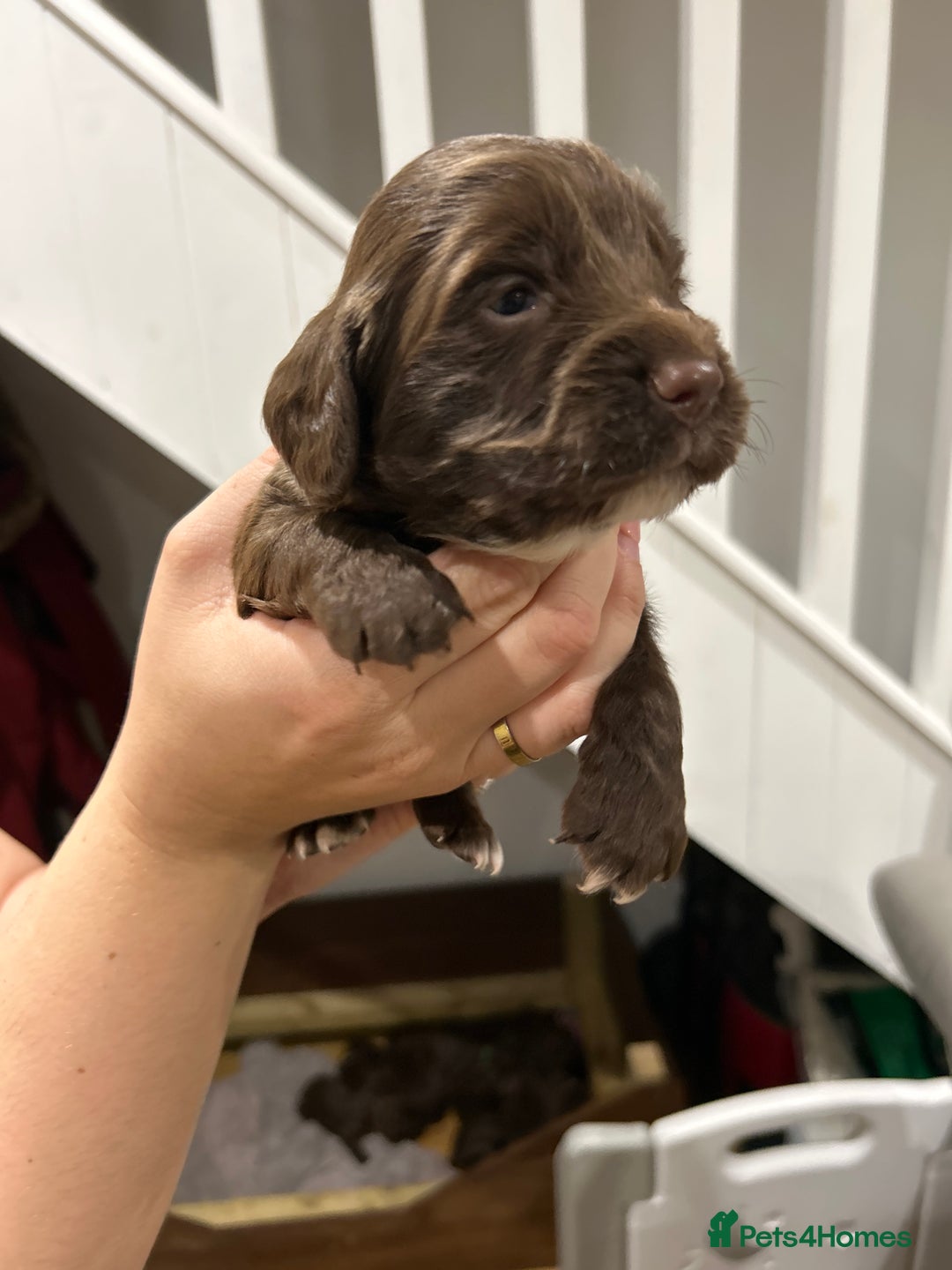 Sprocker dogs for sale: Sprocker pups  - Image 5
