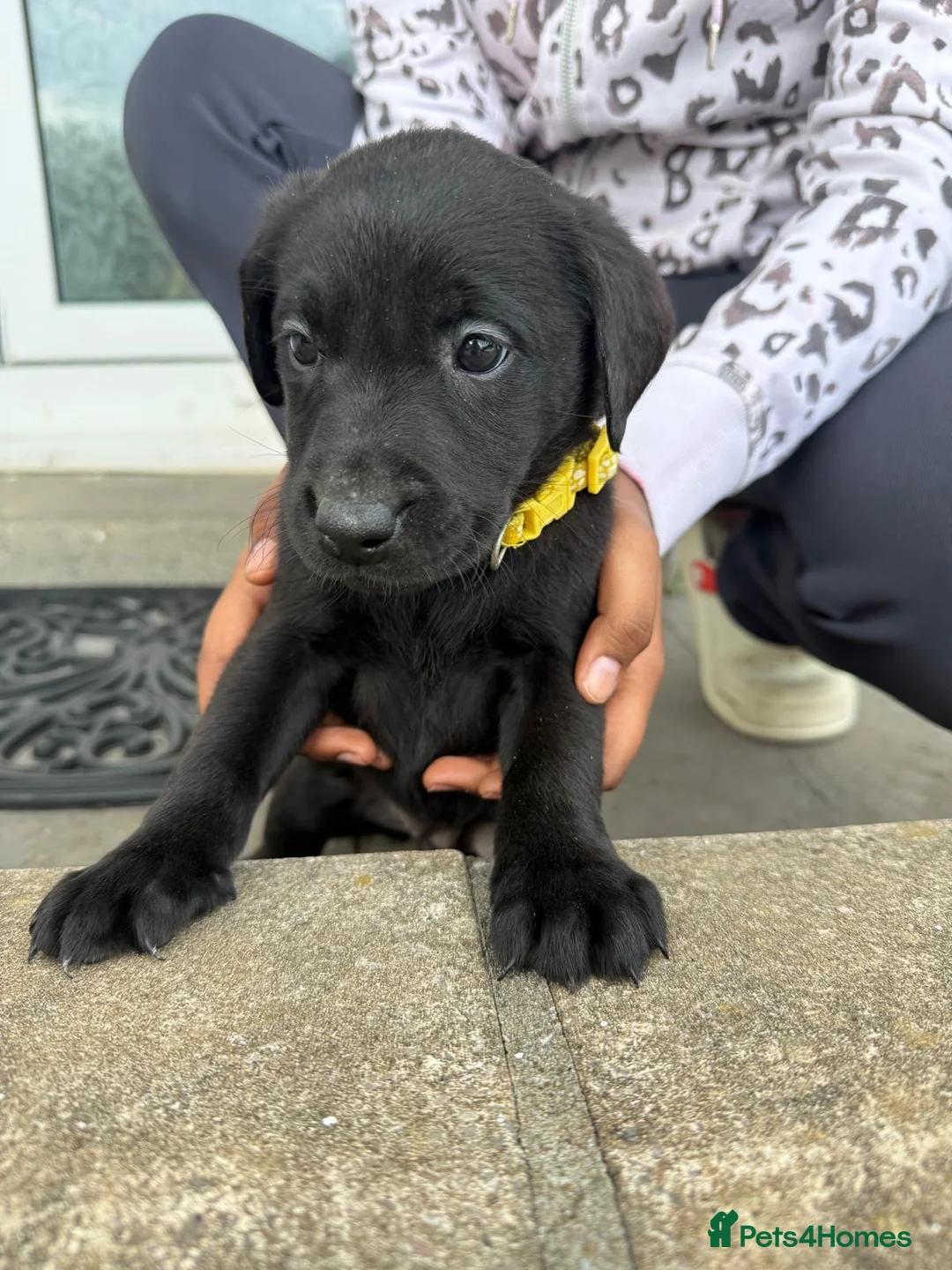 Labrador Retriever dogs for sale: KC Registered Black & Gold Labrador Puppies ⭐️ - Advert 2
