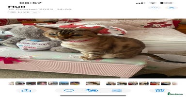 Bengal cats - Advert 4