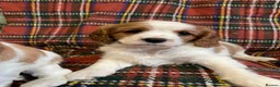 Cavalier King Charles Spaniel dogs for sale: Beautiful Cavalier King Charles KC Registered GIRL - Advert 9