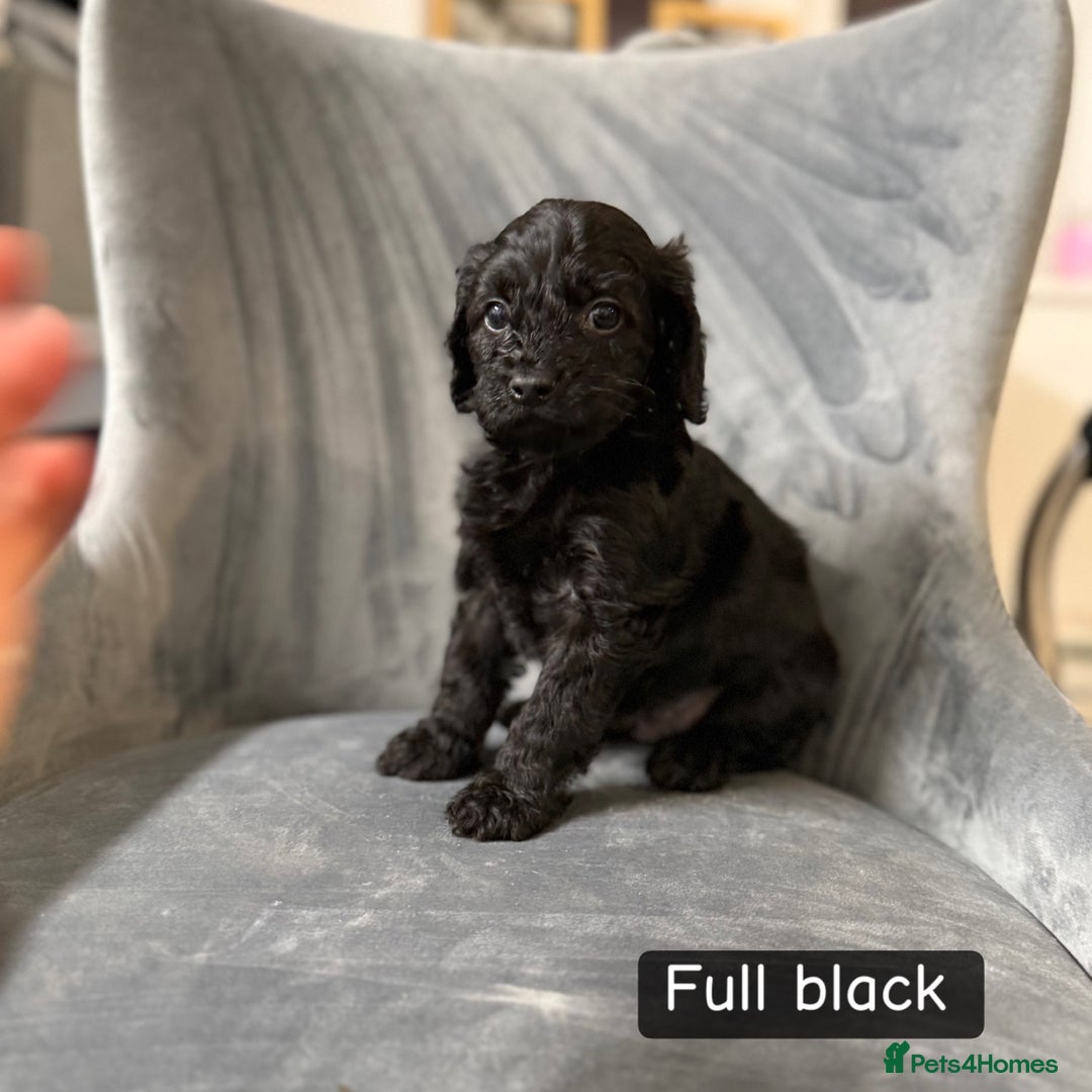 Cockapoo dogs for sale: 5 cockapoo puppies  - Advert 6
