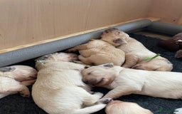 Golden Retriever dogs for sale: Pedigree Golden Retriver Puppies - Image 28