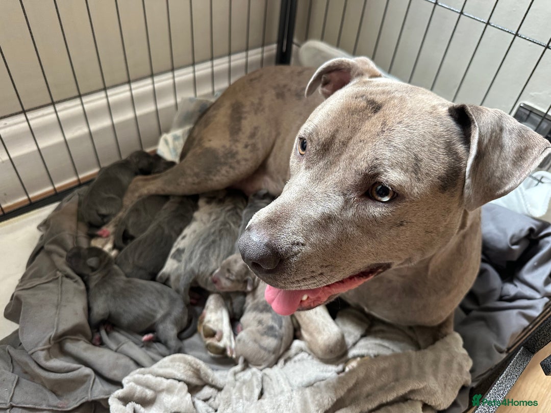 Mixed Breed dogs for sale: Staff x cane corso merle and grey pups for sale  - Image 8