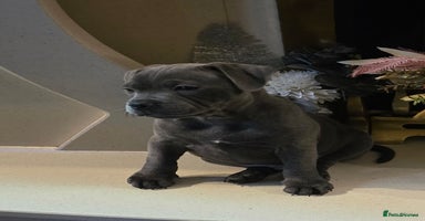 Staffordshire Bull Terrier dogs Stunning Staffordshire bull terrier pups  - Advert 6