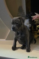 Staffordshire Bull Terrier dogs Stunning Staffordshire bull terrier pups - Advert 6
