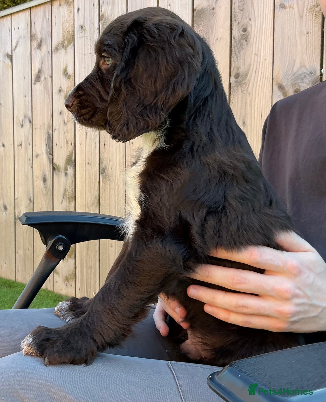 Sprocker dogs for sale:  Sprocker spaniel puppies - Ready Soon ! - Image 17
