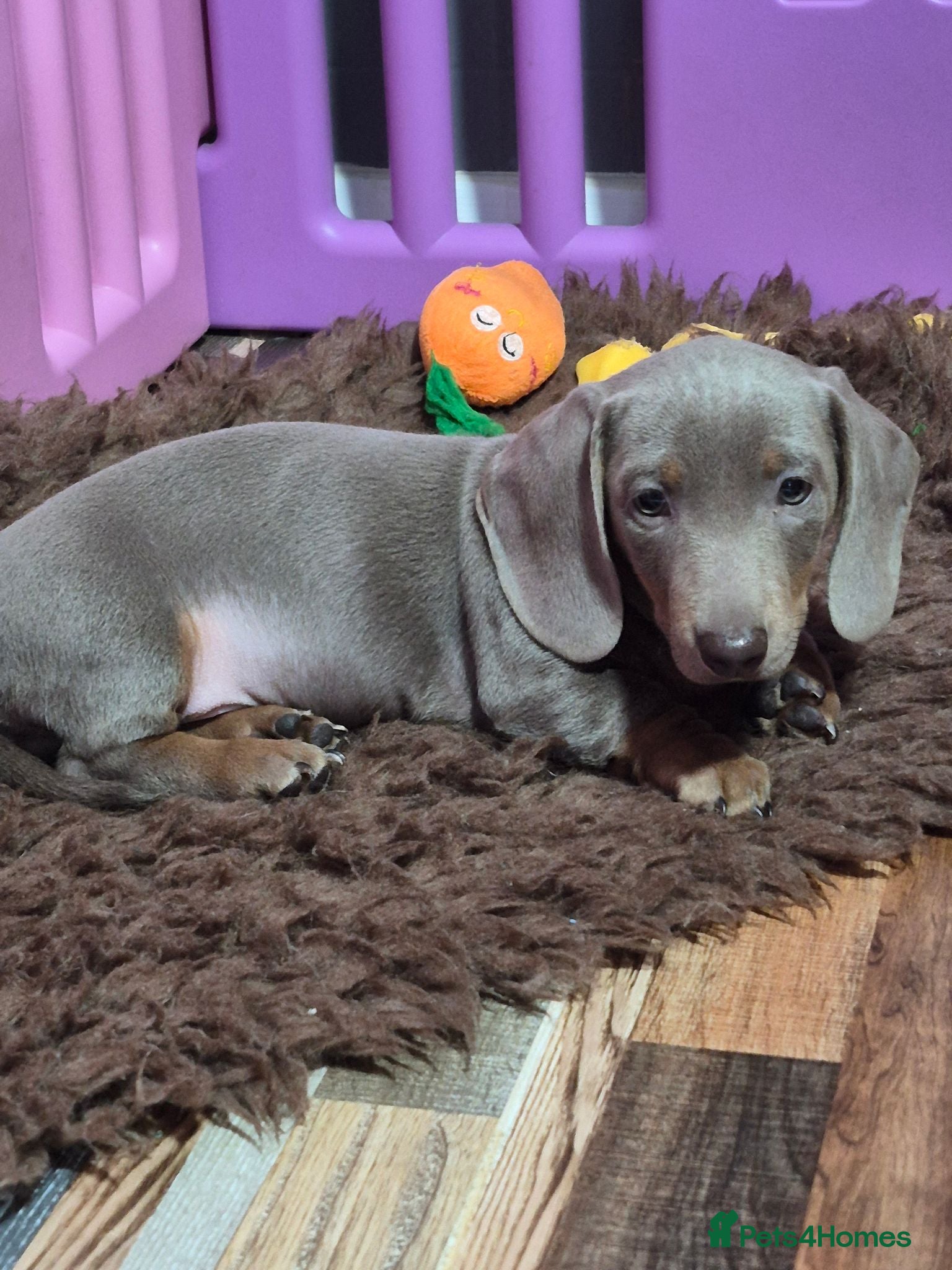 Miniature Dachshund dogs Stunning Isabella & Tan Boys Ready Now! 🐾 - Advert 1