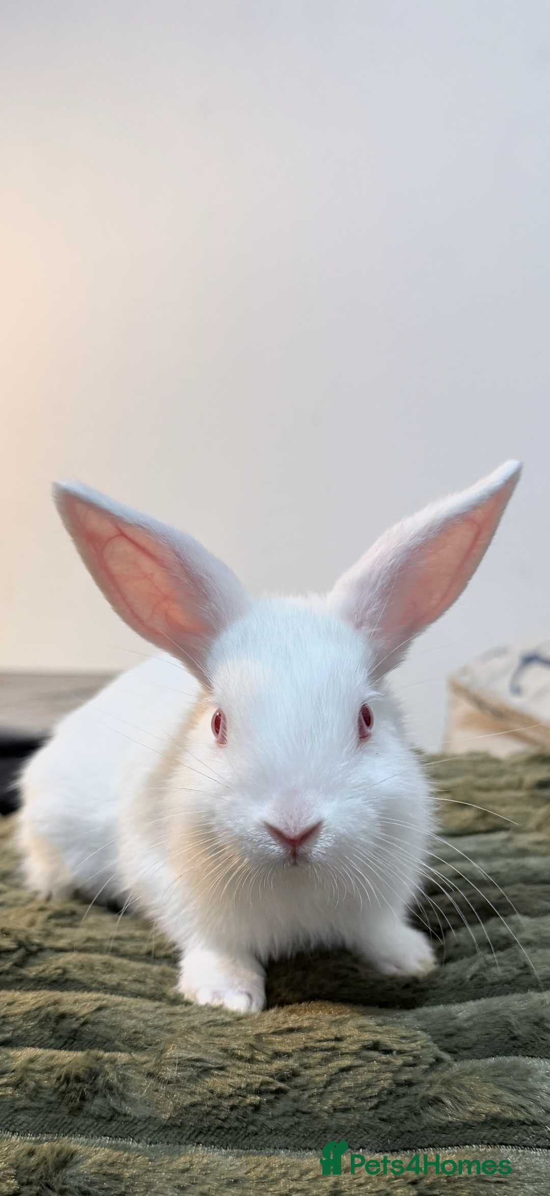 Lionhead rabbits for sale: Very beautiful - Double Mained lionhead babies. - Advert 3