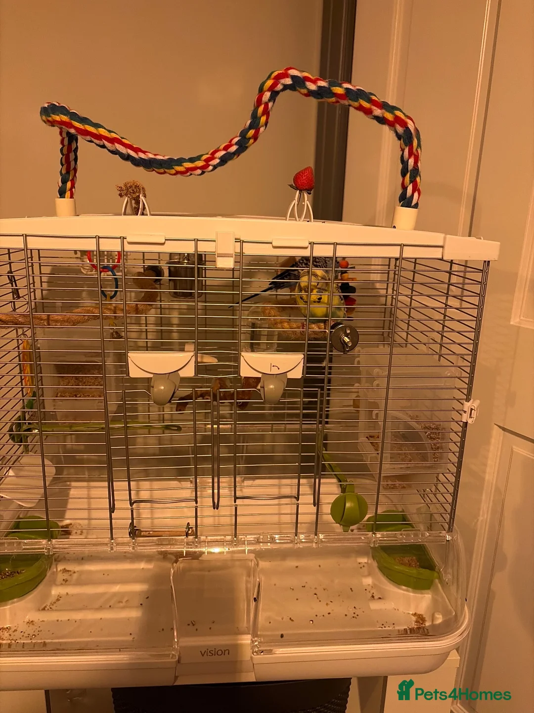 Budgerigars birds for sale: Budgies and cage in York - Advert 2