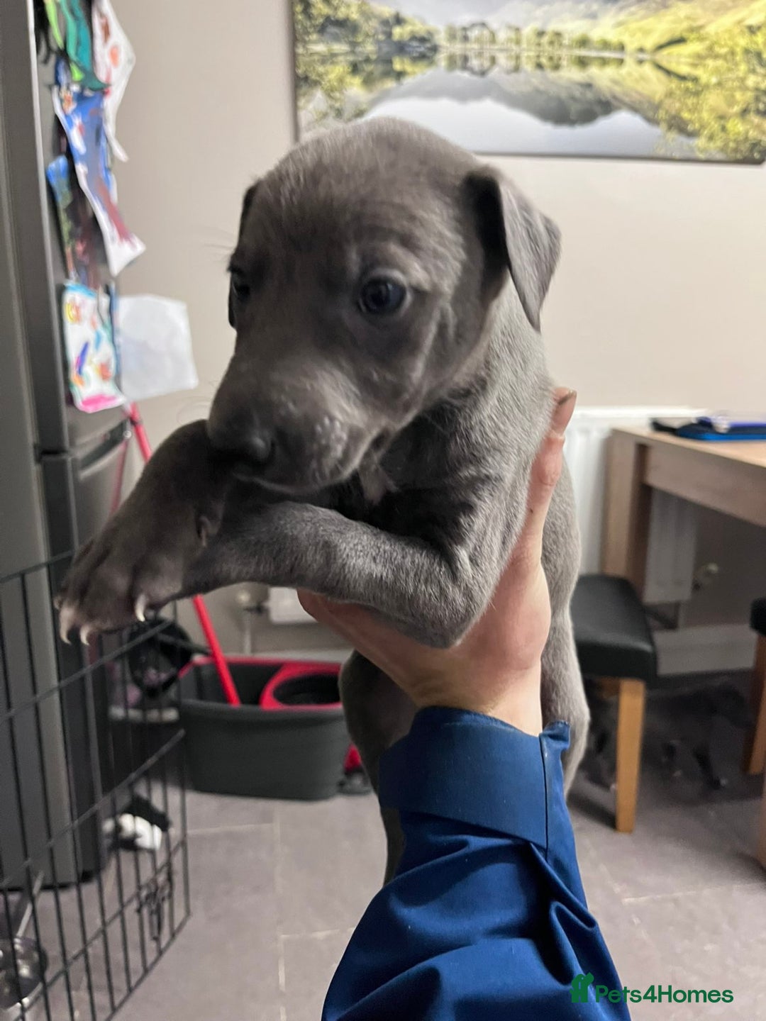 Lurcher dogs for sale: Narla and blue's pups - Image 3